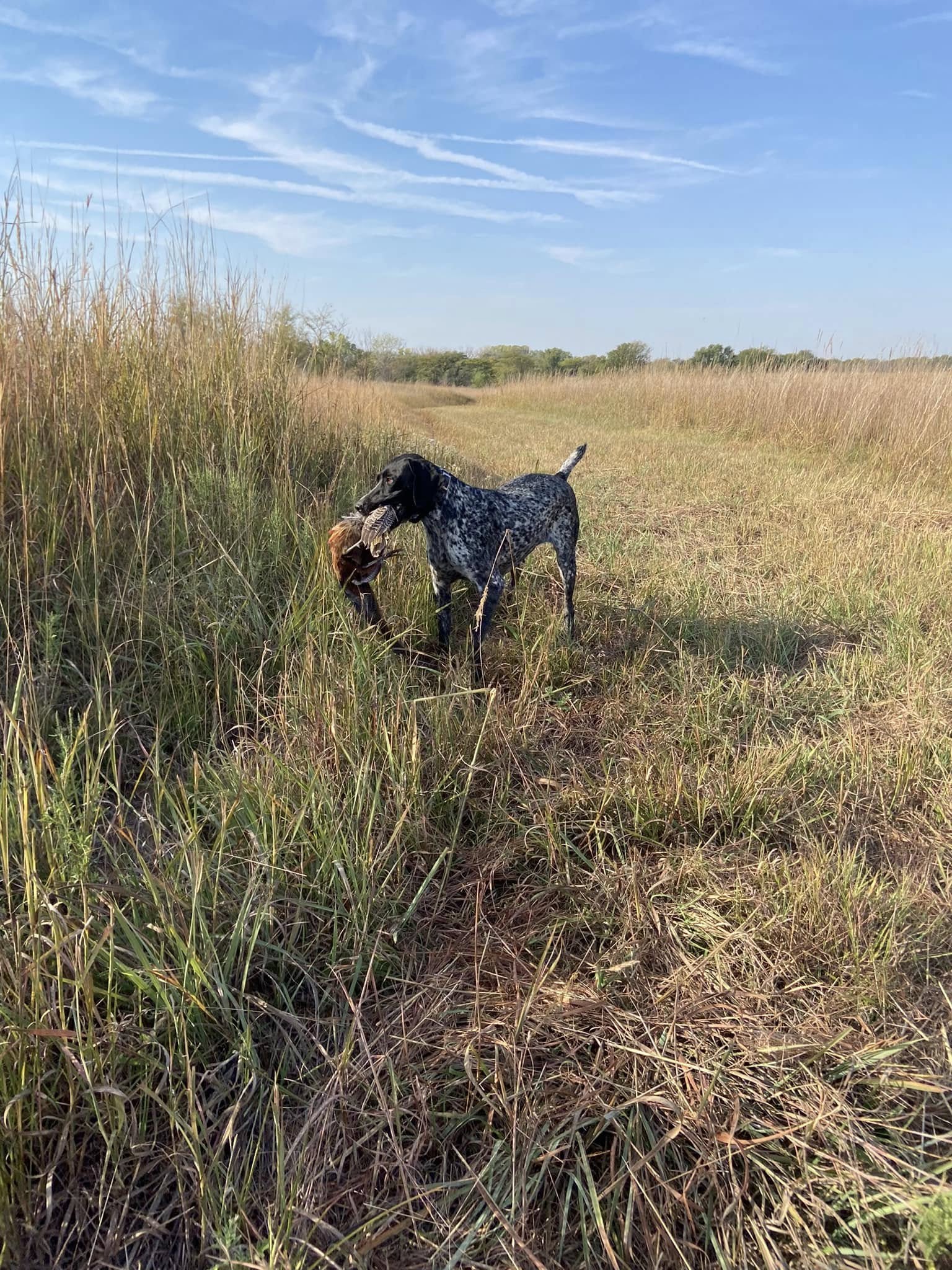 Bird dog working at Bluestem Hunting Preserve