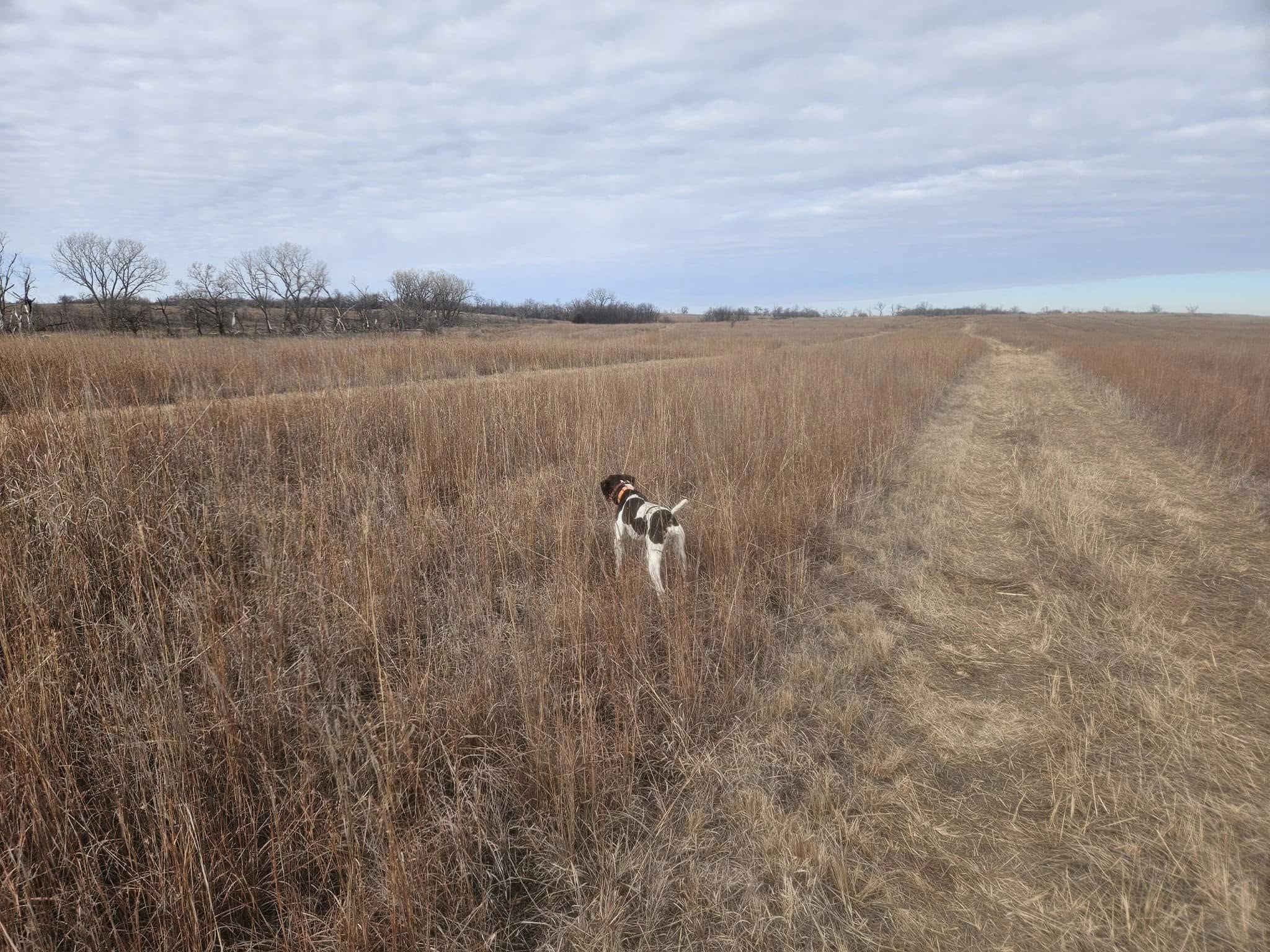 Kansas hunting fields at Bluestem Hunting Preserve