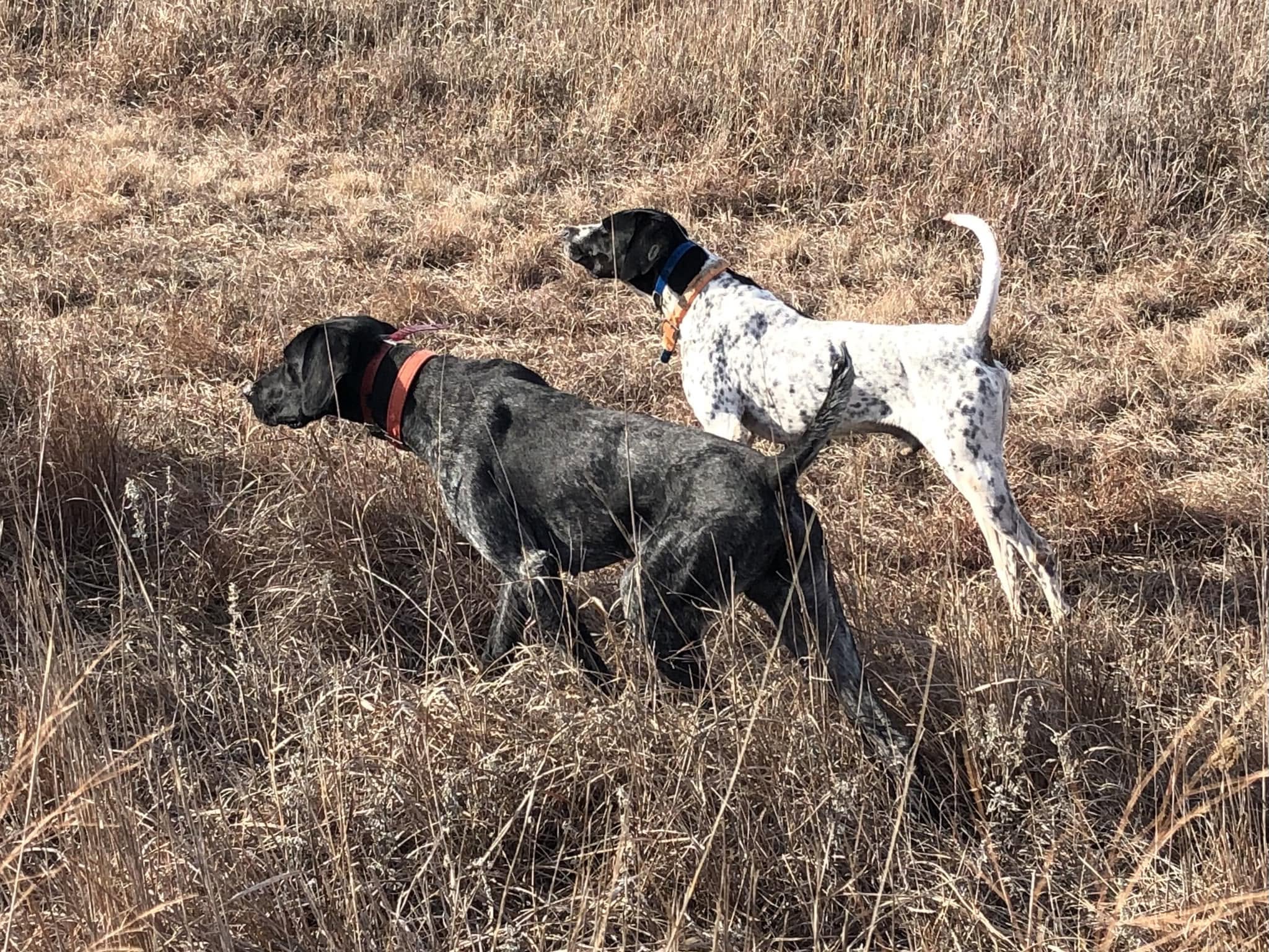 Bird dogs in the field at Bluestem Hunting Preserve