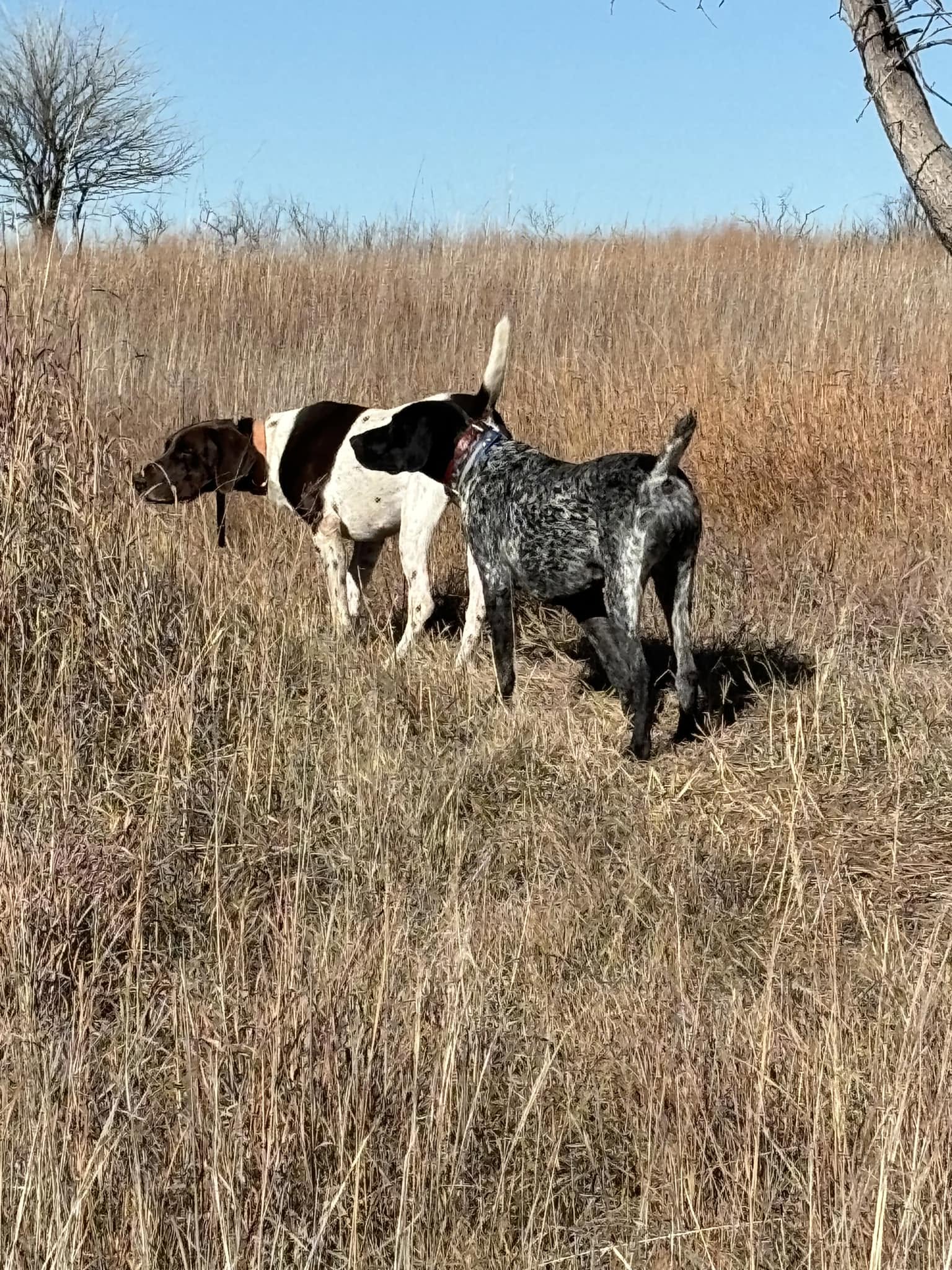 Hunting dogs working Kansas grassland